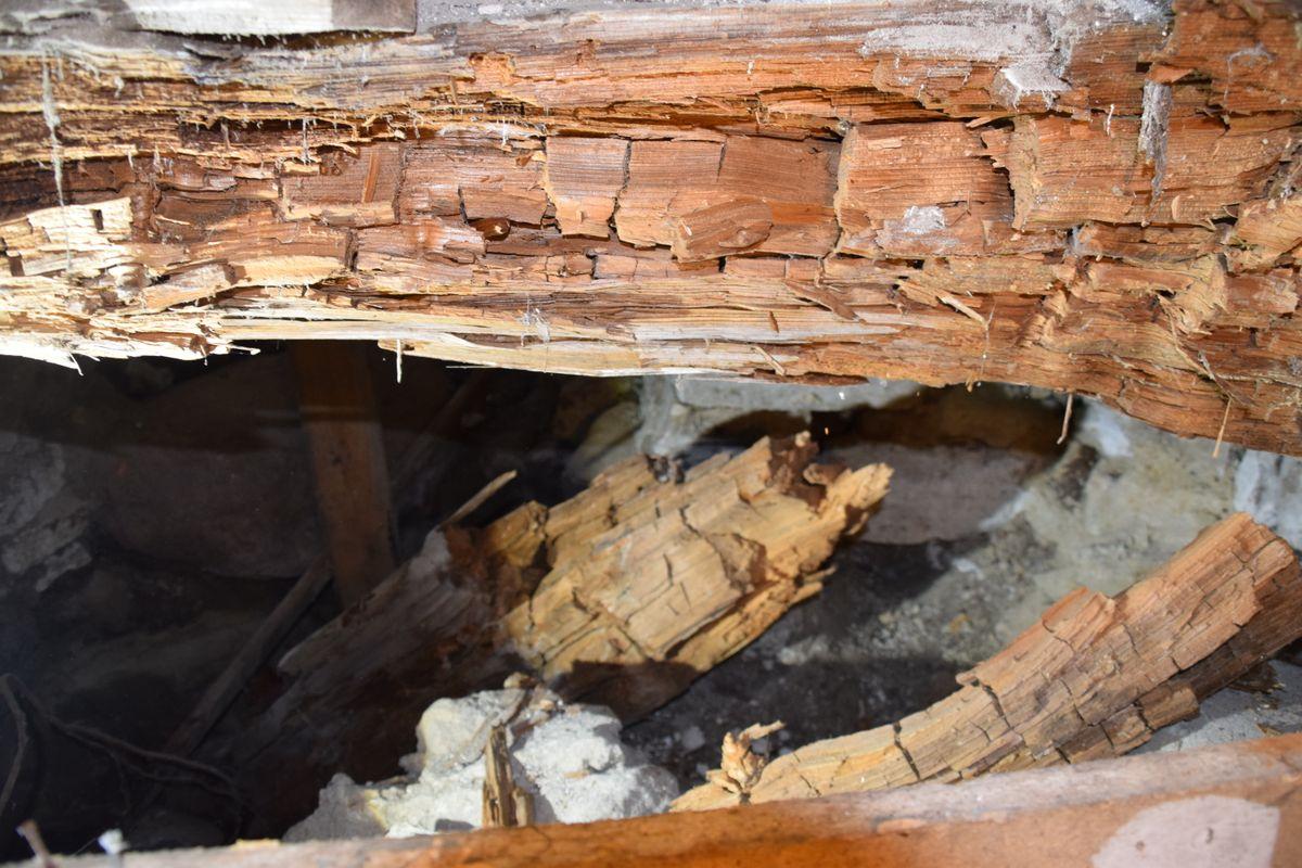 Wood-decay fungus and damaged crawl-space framing in a Raleigh-area home