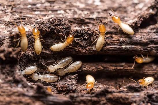 Subterranean termites feeding in damaged wood