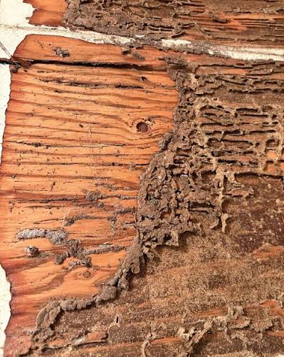 Termite-damaged wood showing galleries and hollowed sections