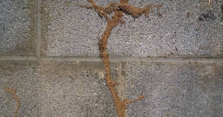 Termite mud tube on a masonry foundation wall in a crawl space